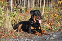 www.beauceron-net.de