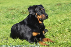 www.beauceron-net.de