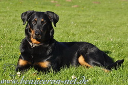 www.beauceron-net.de