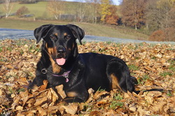 www.beauceron-net.de