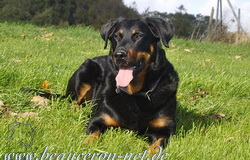 www.beauceron-net.de