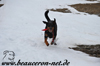 beauceron-net.de