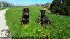 beauceron-net.de