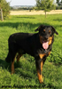 beauceron-net.de