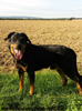 beauceron-net.de