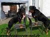 beauceron-net.de