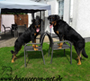 beauceron-net.de