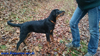 beauceron-net.de