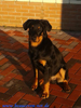 beauceron-net.de