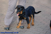 beauceron-net.de