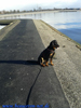 beauceron-net.de