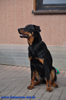 beauceron-net.de