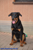 beauceron-net.de