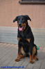 beauceron-net.de