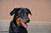 beauceron-net.de