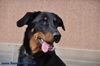 beauceron-net.de