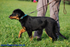 beauceron-net.de