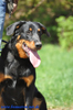 beauceron-net.de