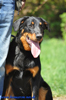 beauceron-net.de