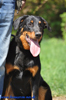 beauceron-net.de