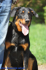 beauceron-net.de