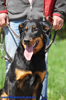 beauceron-net.de