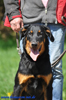 beauceron-net.de