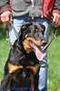 beauceron-net.de