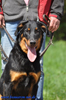 beauceron-net.de