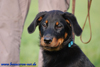 beauceron-net.de