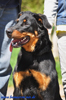 beauceron-net.de