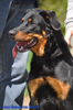 beauceron-net.de