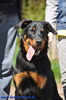 beauceron-net.de