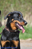 beauceron-net.de