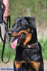 beauceron-net.de