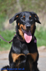 beauceron-net.de