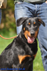 beauceron-net.de