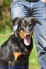 beauceron-net.de