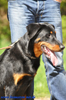 beauceron-net.de