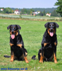 beauceron-net.de