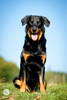 beauceron-net.de