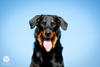 beauceron-net.de