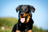 beauceron-net.de