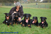 beauceron-net.de