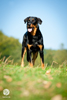 beauceron-net.de