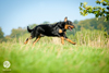 beauceron-net.de