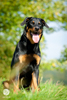 beauceron-net.de