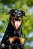 beauceron-net.de