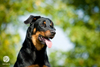 beauceron-net.de