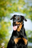 beauceron-net.de